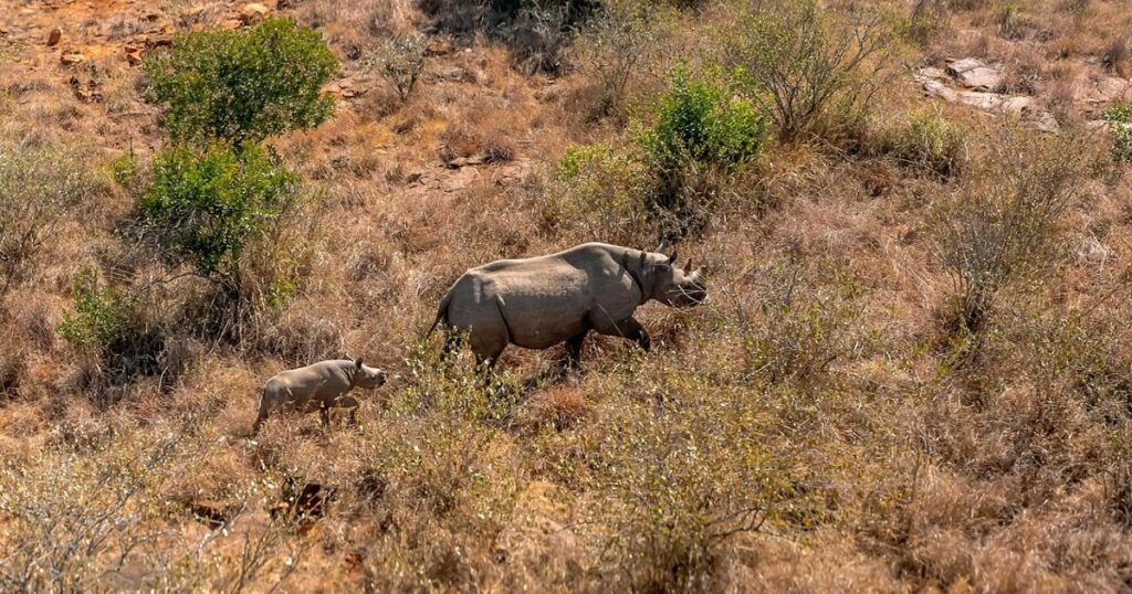 Rhino and calf in the savannah