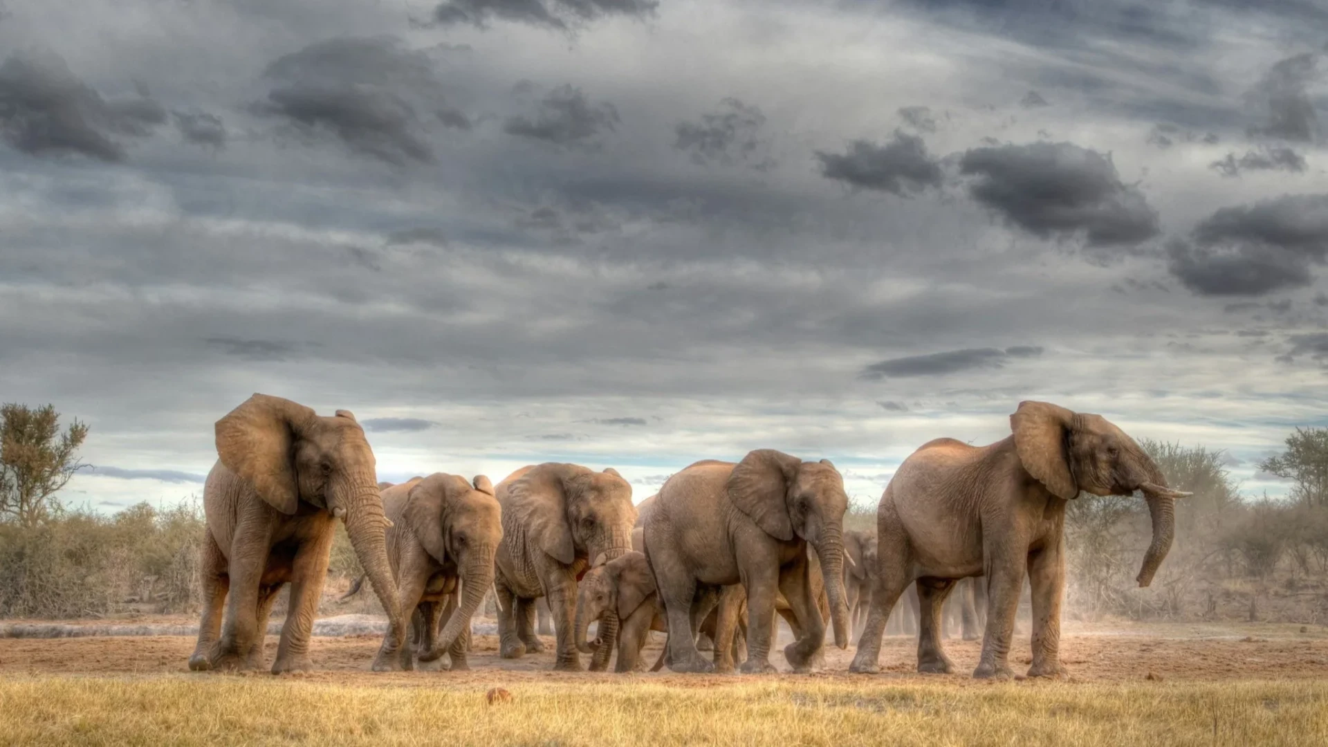 Herd of elephants on the move in the savannah